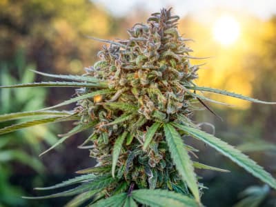 Cannabis plants under the sun